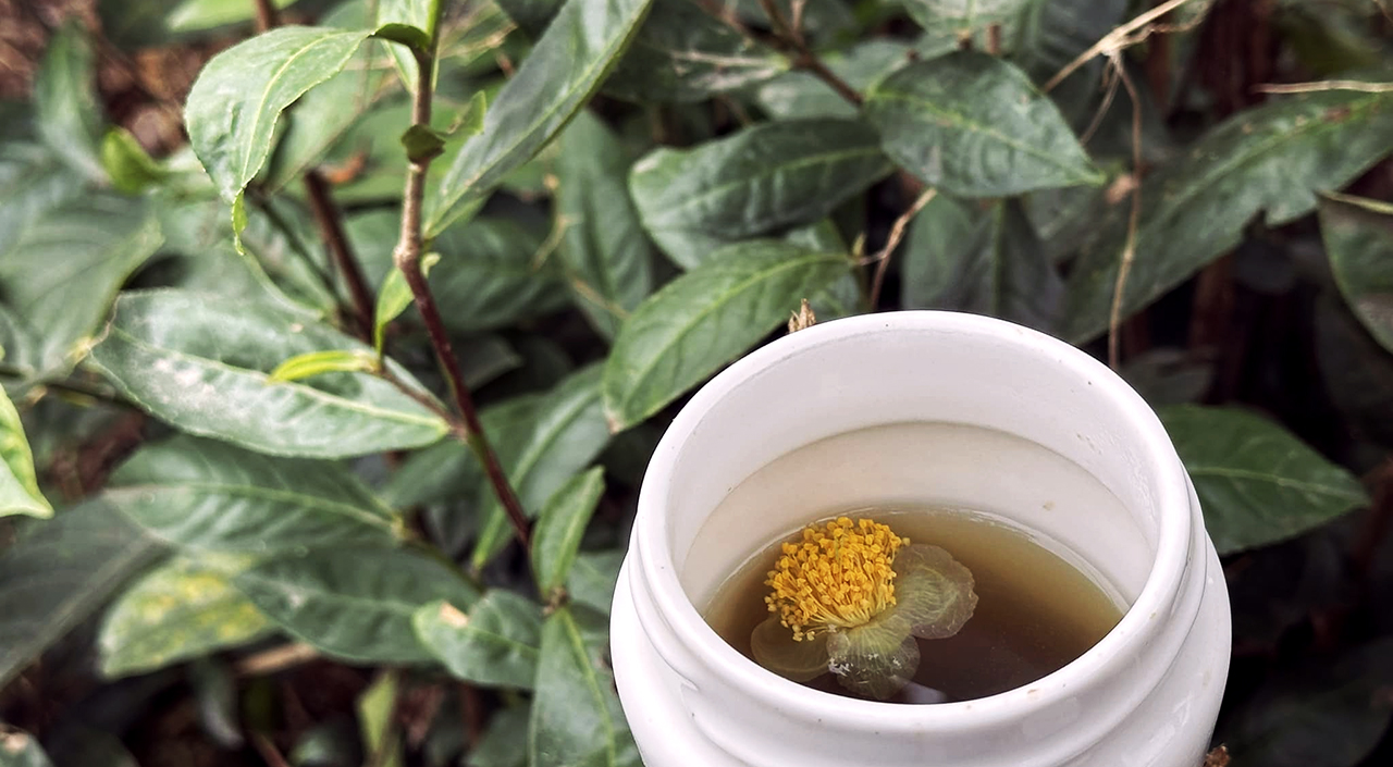 CHÁNH NIỆM TRONG TRÀ CHAY - Art of Right Mindfulness with Tea