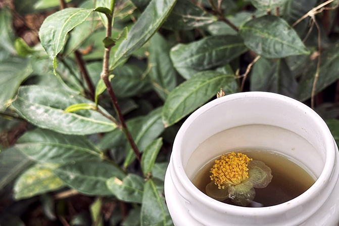 CHÁNH NIỆM TRONG TRÀ CHAY - Art of Right Mindfulness with Tea